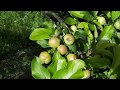 Pommiers beaucoup de petites pommes & pommes véreuses : éclaircir fin mai pommiers Vidéo retirer les