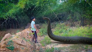 Anaconda Snake Attack in Real Life | Big anaconda snake in Real life 5 | HD Video VB FILM