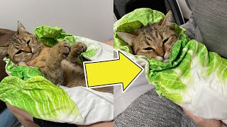 猫に白菜を巻く方法 roll cabbage around a cat【#shorts】