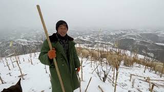 山西吕梁山区，下雪天大春还要上山放羊，羊吃什么呢？可怜的羊儿