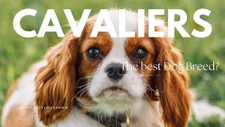 Is it worth it to get a Cavalier King Charles Spaniel in 2025?
