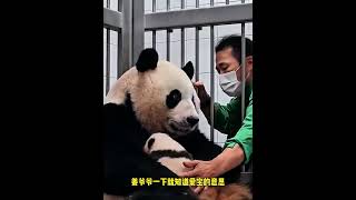 姜爷爷与爱宝的超绝默契瞬间 #大熊猫 #pandafushun #搞笑 #animals