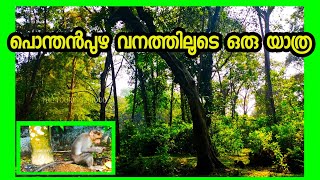 Road trip to Erumely Via Ponthenpuzha Forest, Erumeli