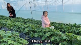 小菲带两个女儿摘草莓，子夏暖心的问长问断关心，跟着妈妈玩嗨了