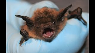 Bats of Baltimore