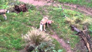 GRAPHIC! Wild dogs RIP APART \u0026 EAT ALIVE a chicken in LONDON ZOO!