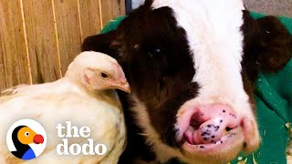 Baby Cow Who Was All Alone For Months Now Falls Asleep With His Chicken Every Night | The Dodo