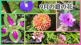 ❨9月の庭の花❩夏の暑さが続いてますね。その中で咲いてる花の紹介です。金水引（キンミズヒキ）・ベンケイソウ・バタフライピー・サマーポインセチア・紫ルーシャン