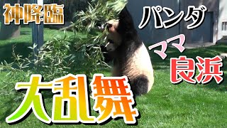 (アドベンチャーワールド）神パンダ　良浜　大暴れ！春の大運動会 【Giant Panda -Rauhin Great dance】