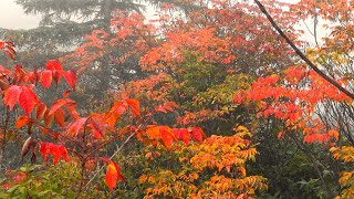 群馬県紅葉情報2024.10.5　草津町から白根山山頂付近