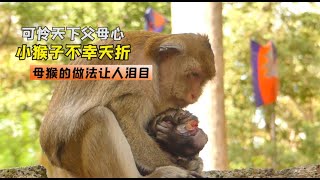 小猴子不幸离世，猴子妈妈的做法让人心疼，母爱太伟大