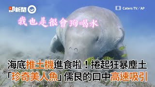 海底推土機進食啦！捲起狂暴塵土　儒艮的口中高速吸引｜野生動物｜美人魚