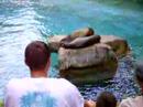 feisty seals