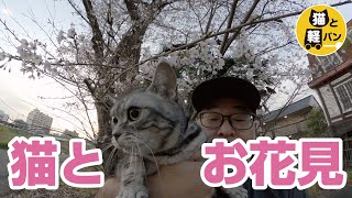 猫とお花見　茨城県土浦市　桜川【猫とドライブ】