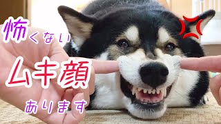 怖くない柴犬のムキ顔です。噛みつかないガルガルを安心してお楽しみください。