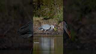 Fish lives to see another day, turns out heron was just there to help;) Wildlife documentary #birds