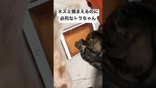 必死な姿が可愛い♥#ねこ動画 #動物のいる暮らし #けものフレンズ #にゃんこ