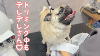 トリミング中もデレデレさんになるパグ♪（パオちゃん）