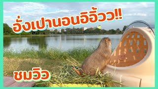 ไปปิคนิคดูนกเล่นน้ำ กลับมานอนอิอิ้วเลย | โมเมกับอั่งเปา แพรี่ด็อก prairiedog