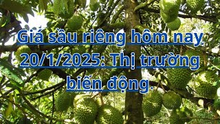 Giá sầu riêng hôm nay 20/1/2025: Thị trường biến động.