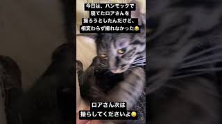 ハンモック好きなボク#shorts #猫 #ネコ #ロア