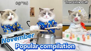 November Popular Compilation | That Little Puff