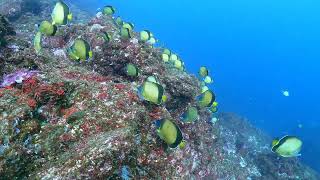 わの海　THE伊豆チョウチョウウオ