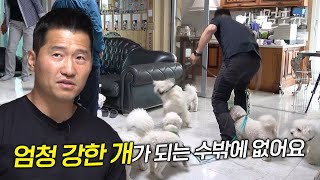 개통령의 앞길을 막은 16마리 비숑떼?! 다견 가족 서열 정리를 위해 강한 개 역할을 자처한 강형욱 훈련사 | KBS 놓친 예능 따라잡기 230601 방송