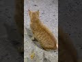 【伏見稲荷】周りを動き回る困り顔した茶トラ猫ランガー　a cat with a troubled face moving around