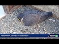 LIVE | Here's a look at the peregrine falcon cam at UC Berkeley