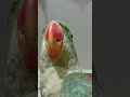 cute parrot | cute budgie