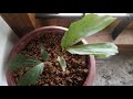 bonsai caryota urens or jaggary palm after 1 year