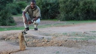 Meerkats Are Making Some New Friends