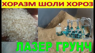 Хоразм шоли хороз анжирчида лазер брунч гуруч нархи-цена риса-price of rice