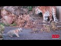 tigerunger på opdagelse i anlæg copenhagen zoo