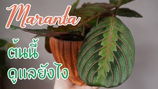 #Maranta ต้นมารันตา วิธีดูแล ซื้อที่ไหน