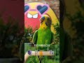 夏日萌友季 快分享计划 cuteparrot birds parrot