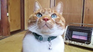 猫さんひと足先に衣替え【侵入した野良仔猫】～家猫修行中～