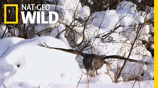 Owl Be Hearing You | Planet of the Birds