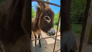 ロバさんにおやつあげます【渋川動物公園】#shorts #ロバ #donkey