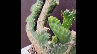 Austrocylindropuntia subulata cristata – Crested Eve's Needle - 22\