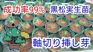 【絶対に失敗しない】黒松軸切り挿し芽のコツ　成功率９９％以上　初心者盆栽お手入れ講座　ミニ盆栽に最適な手法です。