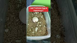 Last Tortoise Egg Is Hatching!!! 😱🐢🥚#shorts #tortoise