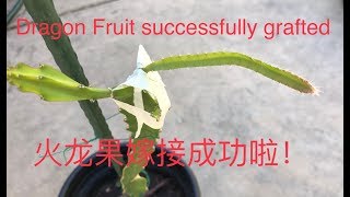 火龙果 - 火龙果芽苗嫁接的过程(更新）（updated)How to graft a dragon fruit seedling