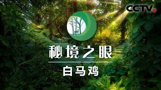 白马鸡“首领争夺战”正在上演！ 集群生活有声有色 | CCTV「秘境之眼」20210116