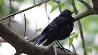 Blue Whistling Thrush  Tuen Mun HONG KONG   紫嘯鶇 香港屯門