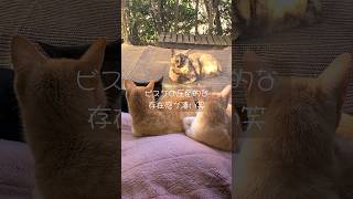 【猫/cat】圧倒的な存在感を放つサビ猫のビスケ🤣茶トラのココちゃん＆黒猫のクロちゃん＆クリーム猫のみるきー【かわいい/癒し】#shorts