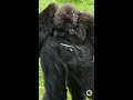 Ikirezi's Infant Is Transported By Her Mother | Dian Fossey Gorilla Fund