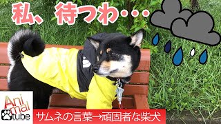 【柴犬】新しいカッパを着て嫌いな雨散歩【黒柴】[Shiba Inu] rain-walking in a new kappa and hating it [Black Shiba].