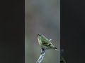 マヒワ　じっくり観察　真鶸　eurasian siskin carduelis spinus 〜野鳥観察〜